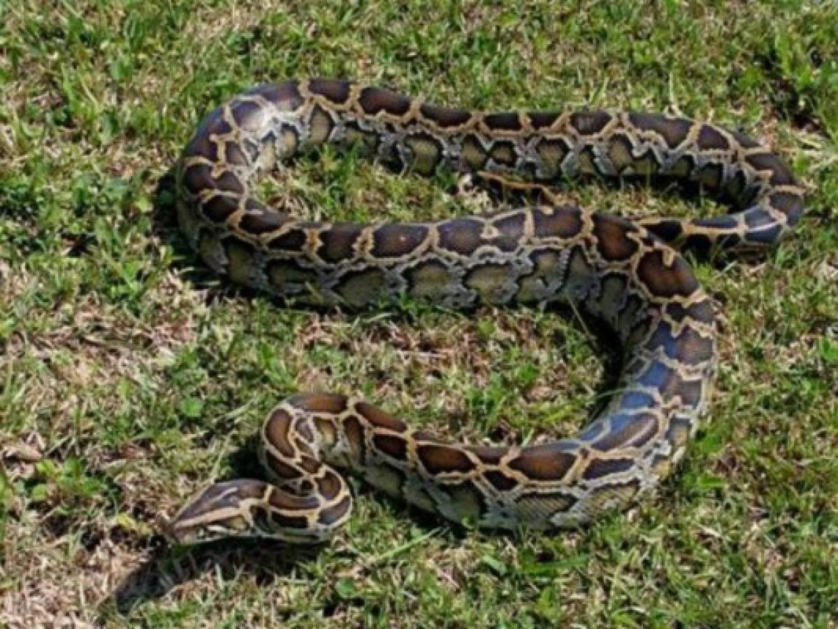 Rescatan una pitón con 500 garrapatas encima en Australia