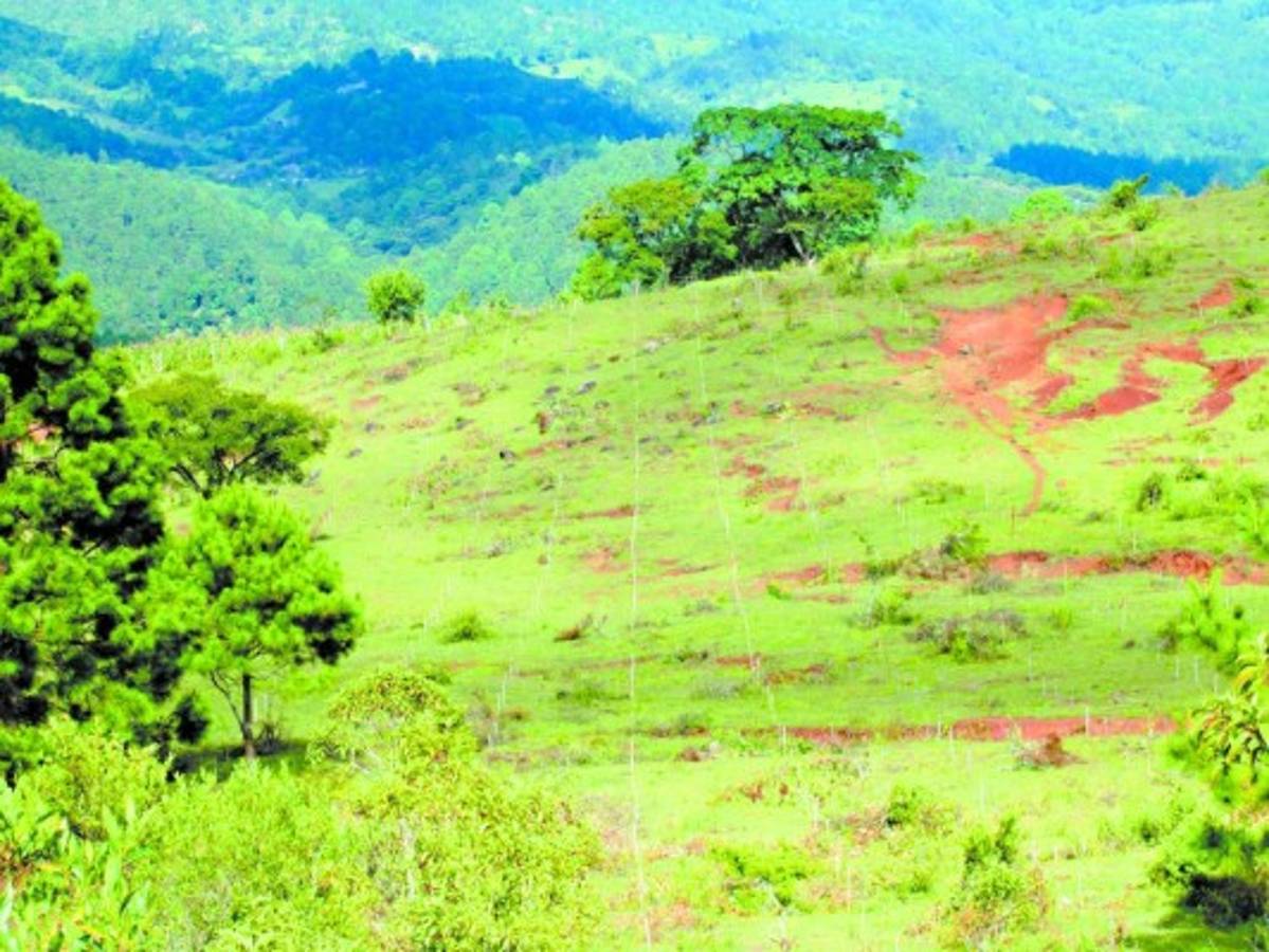 Reforestarán 200 hectáreas