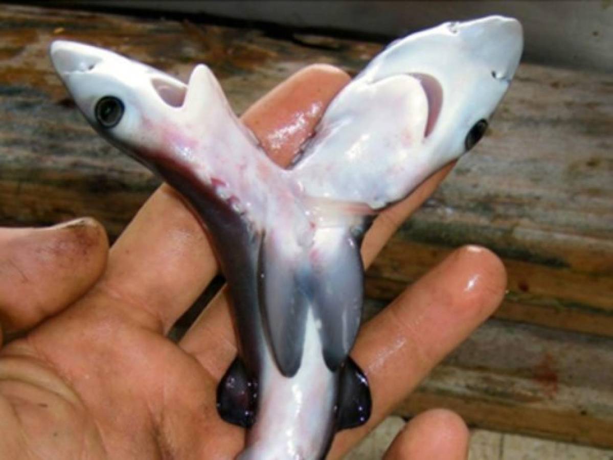 ¿Qué significa el hallazgo de tiburones con dos cabezas que alarma al mundo entero?