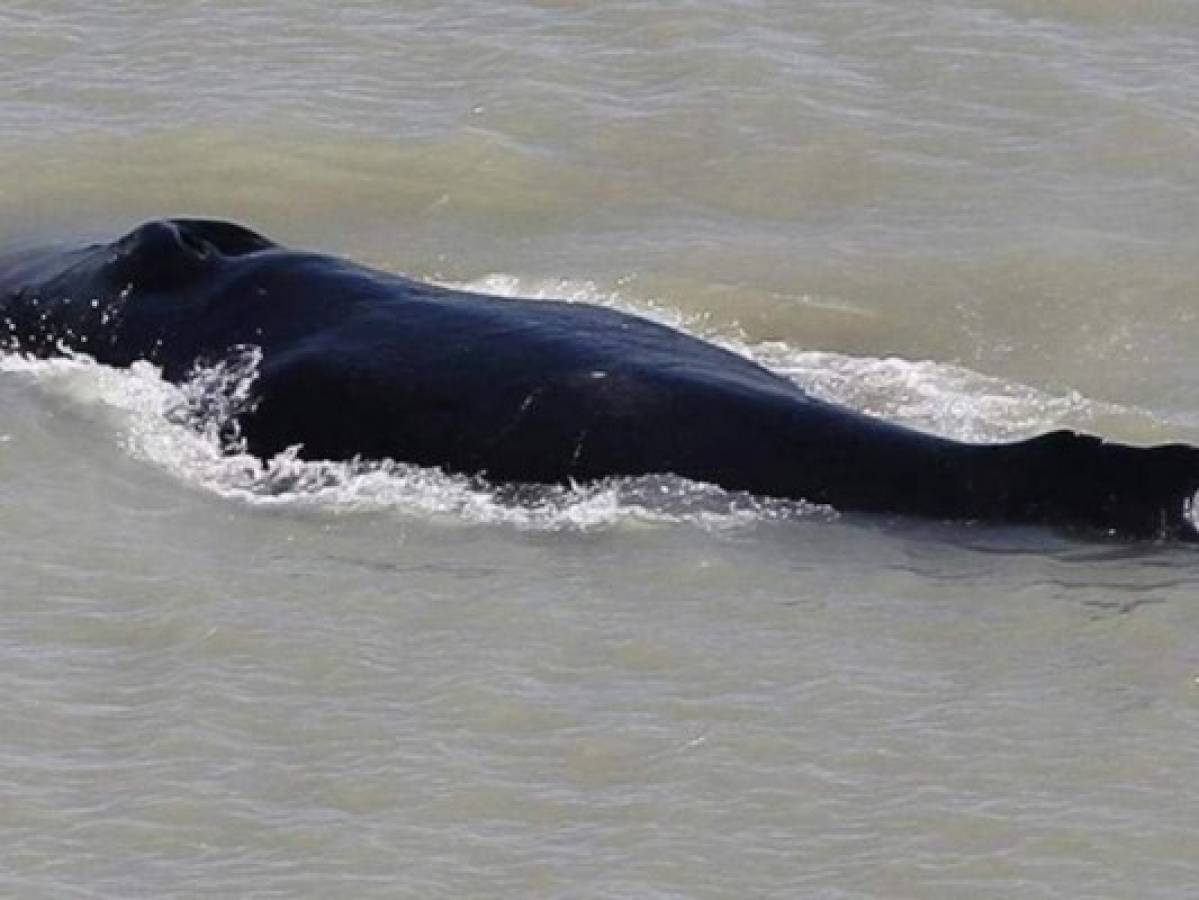 Ballena se queda atascada en un río repleto de cocodrilos  