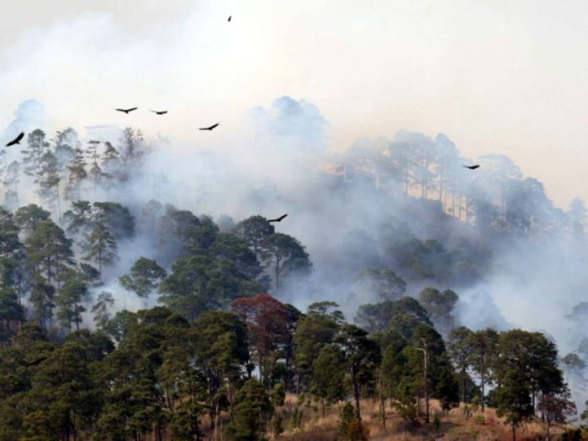 Voraz incendio consume unas 30 hectáreas de bosque de la capital