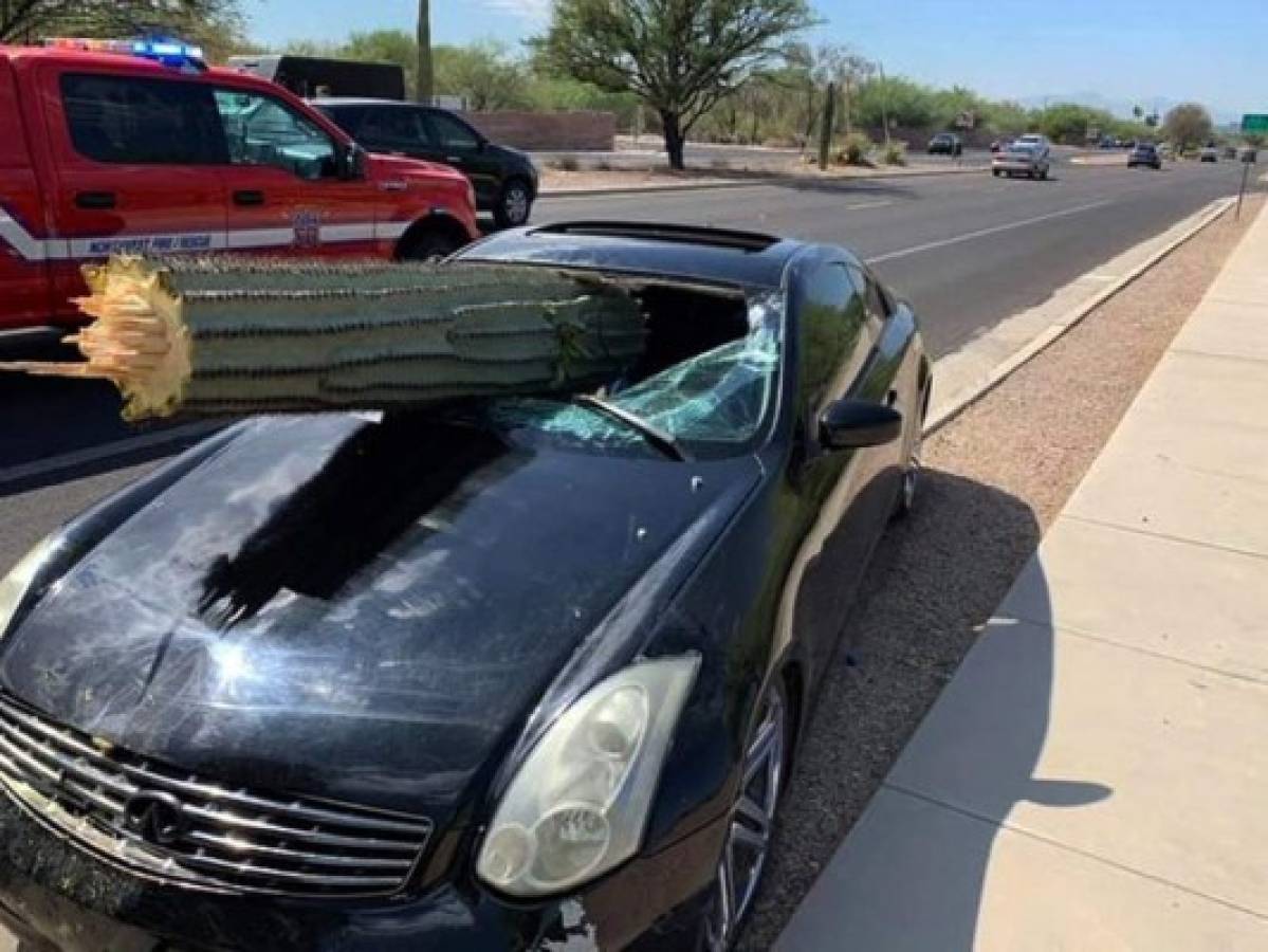 Cactus atraviesa parabrisas de auto; el conductor sale ileso
