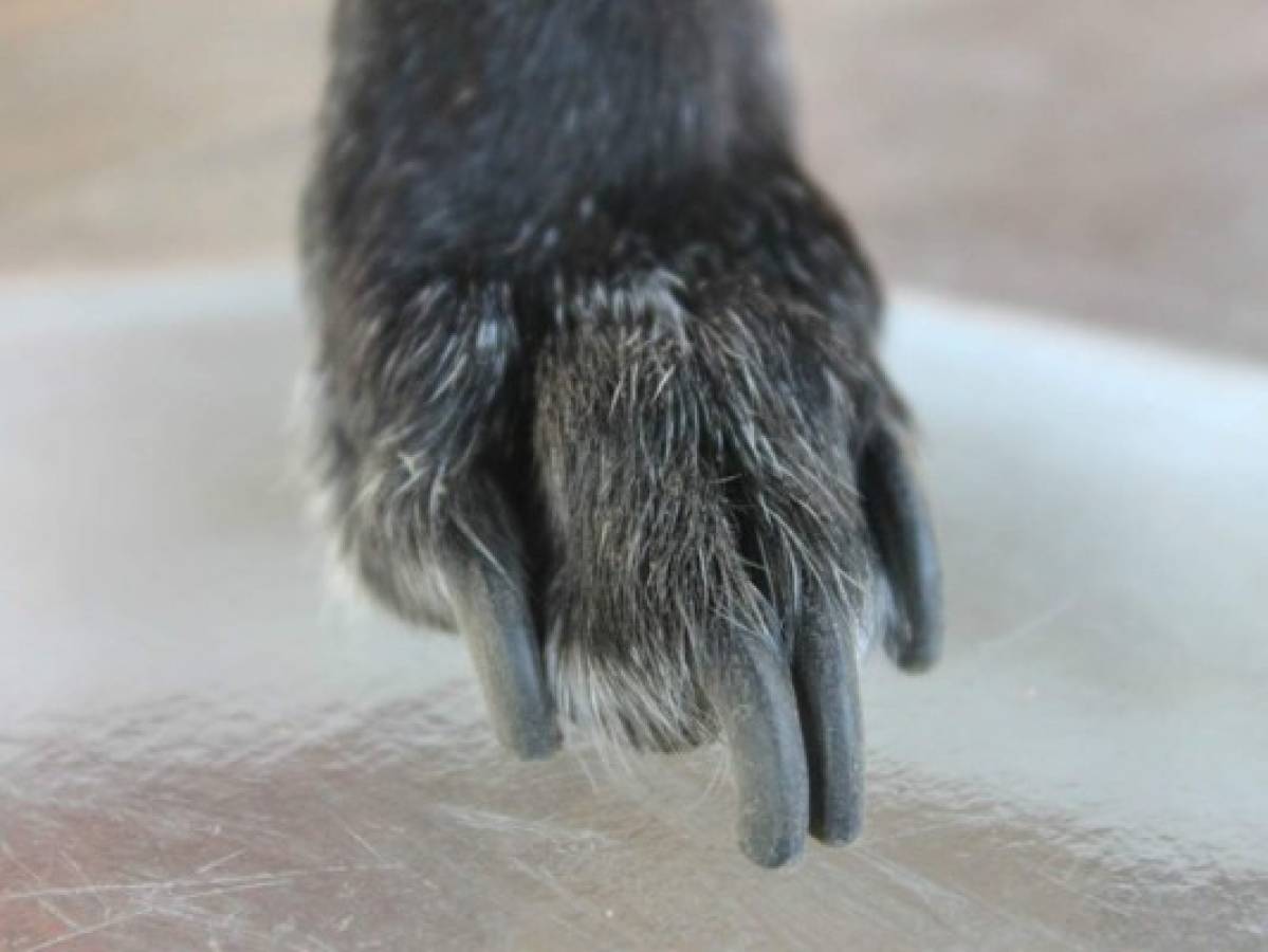 Guía: Aprende a cortarles las uñas a tus mascotas en casa