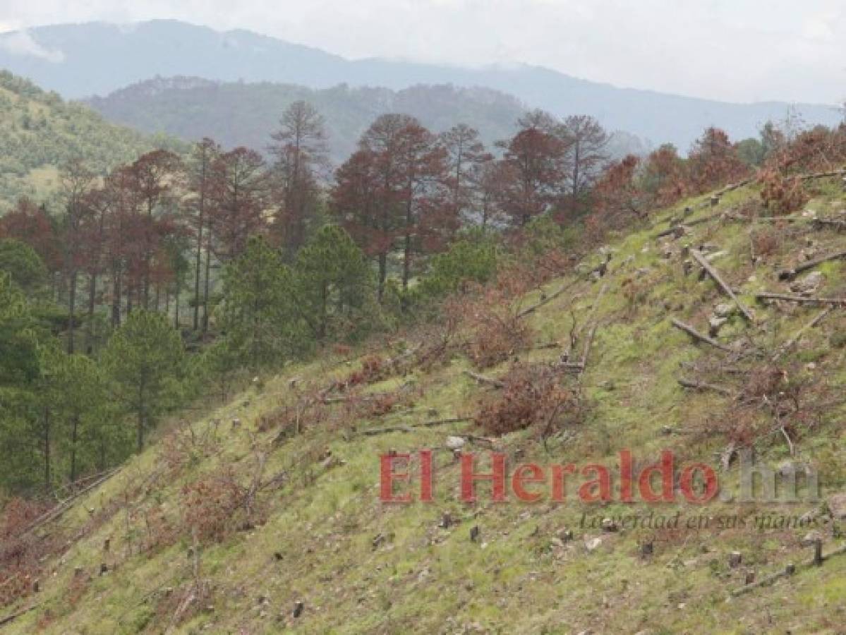 Honduras: Gorgojo de pino ya afecta 32 hectáreas de bosques