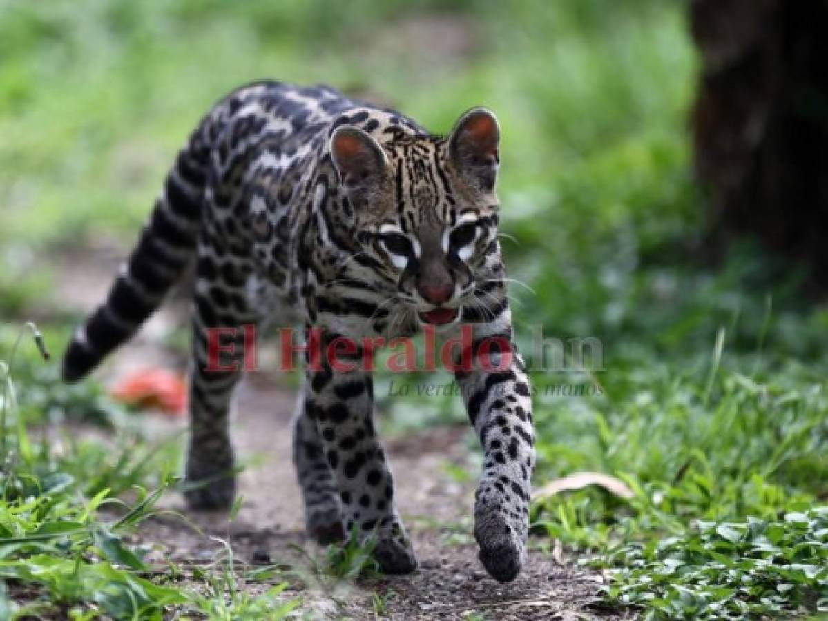 Recorriendo el Rosy Walther: Gurín, el ocelote experto en marcar territorio