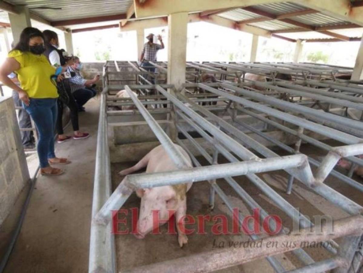 Actualmente la UNAG inició a producir cerdos de alta genética en el campus Comayagua. Foto: El Heraldo