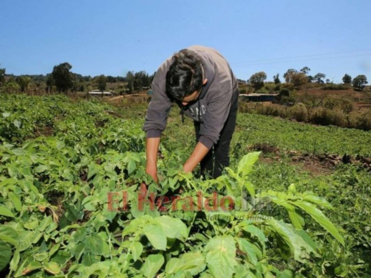 Solo quedan entre 15 y 20 días de lluvia para cultivar en el país