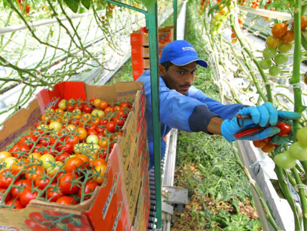 Desempleados con opciones casi nulas de trabajo fuera de Honduras