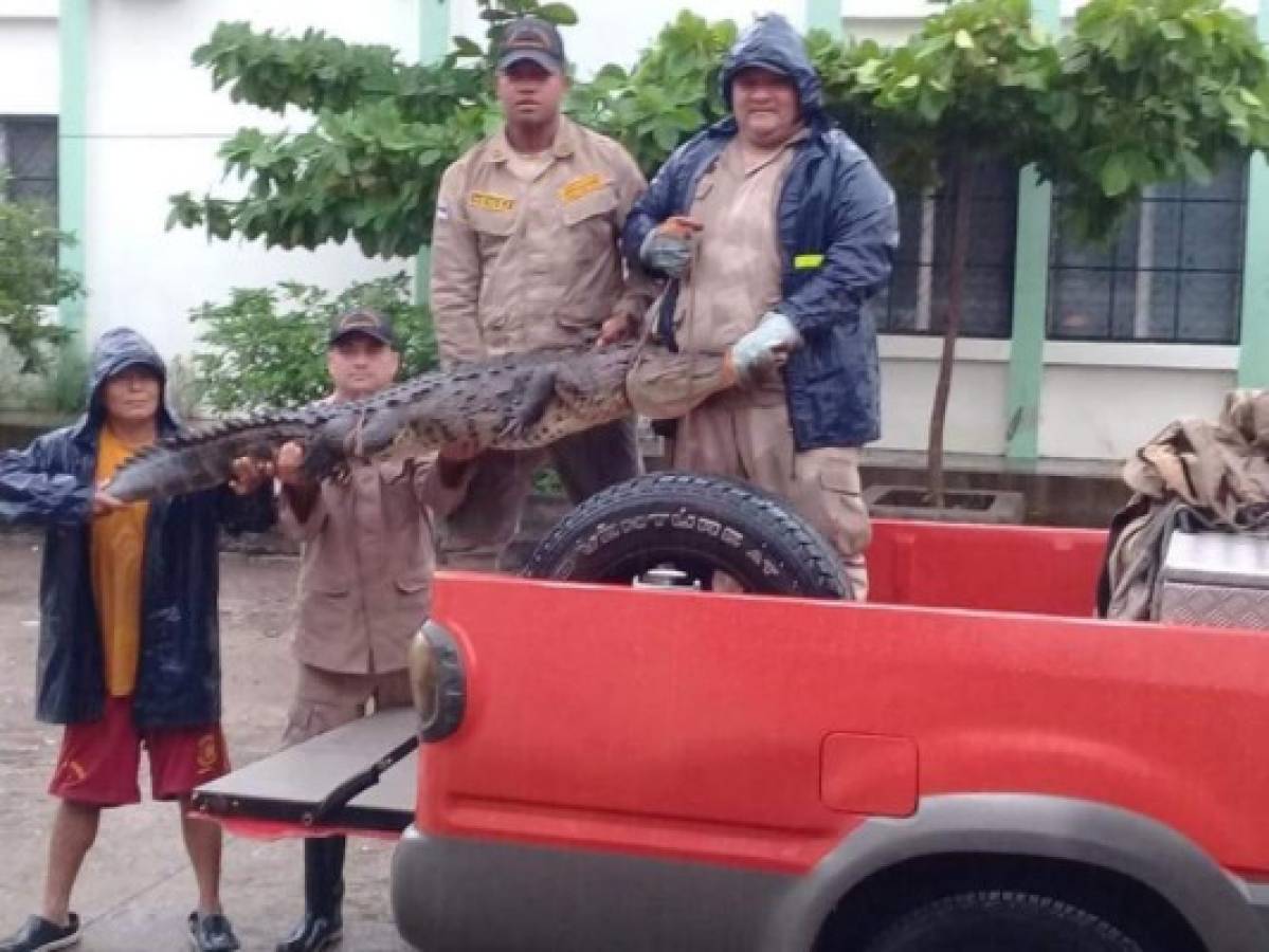 Encuentran a un cocodrilo en una colonia de Choluteca tras fuertes lluvias