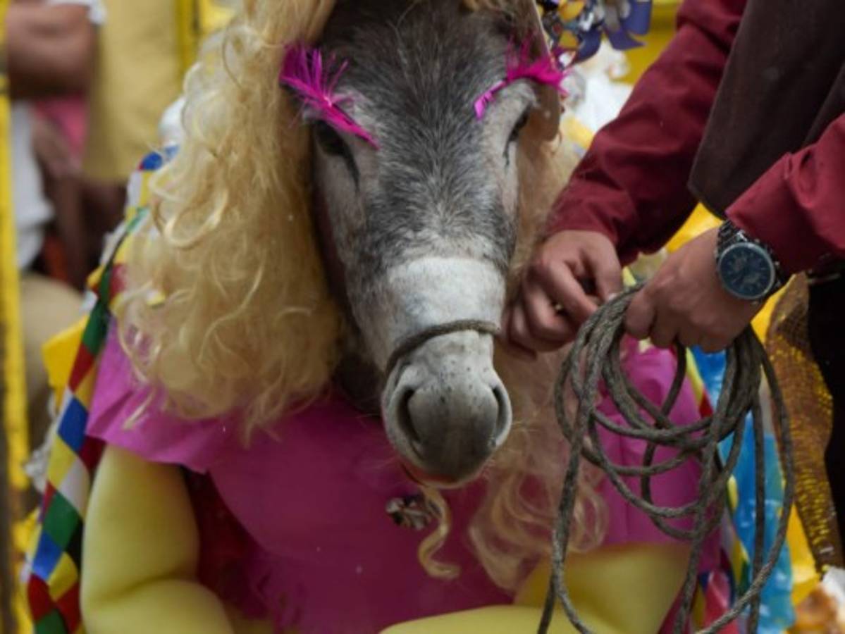 Viral: Un asno vestido de campesina gana el reinado del burro en Colombia