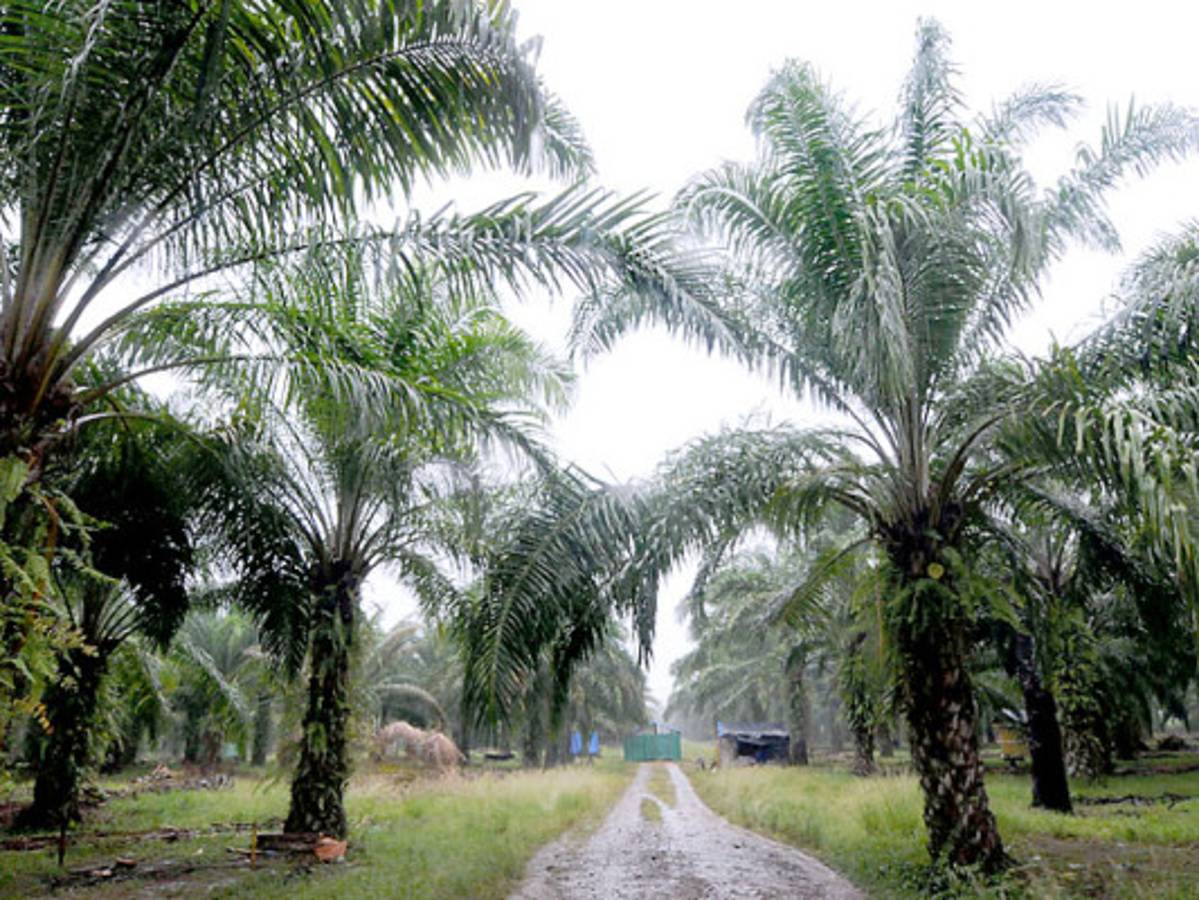Bajo Aguán: campesinos invaden finca de ONG