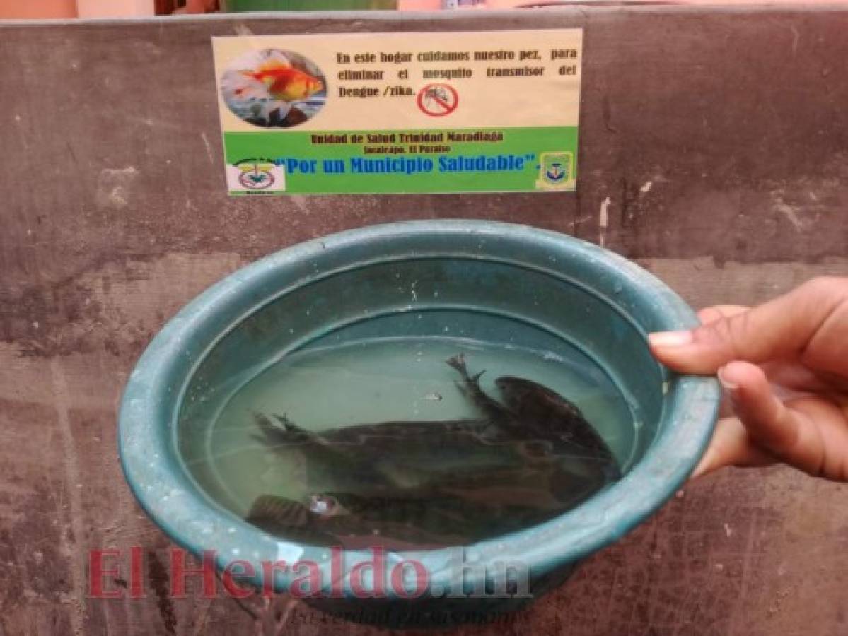 Con peces combaten el chikungunya, zika y dengue en Jacaleapa, El Paraíso