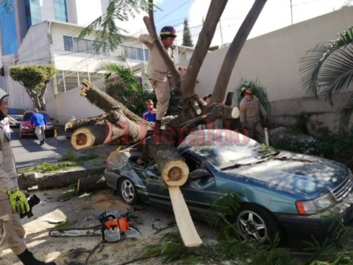 Socorristas remueven árbol que destruyó vehículo en la colonia Tepeyac de la capital