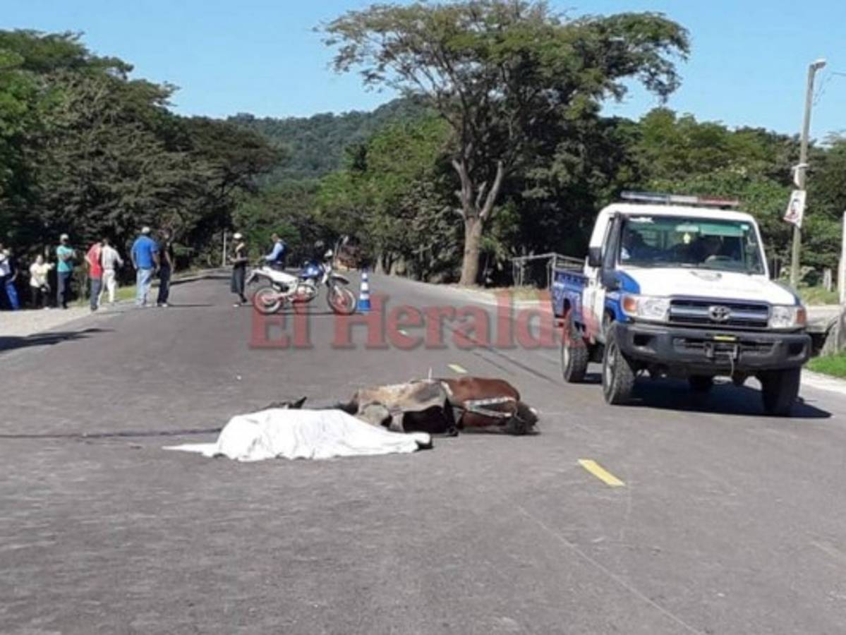 Hombre muere atropellado junto a su caballo en carretera Panamericana