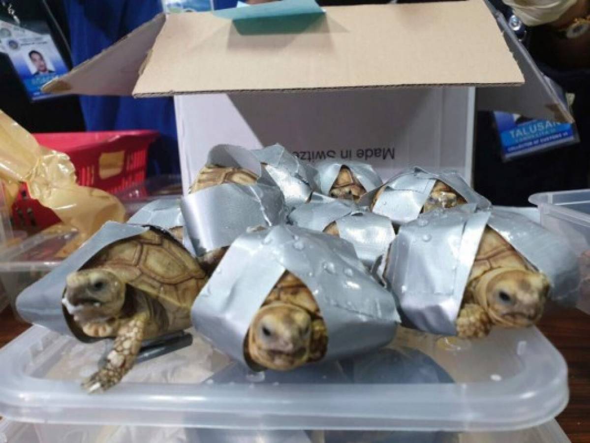 Hallan más de 1,500 tortugas dentro de equipaje en Filipinas