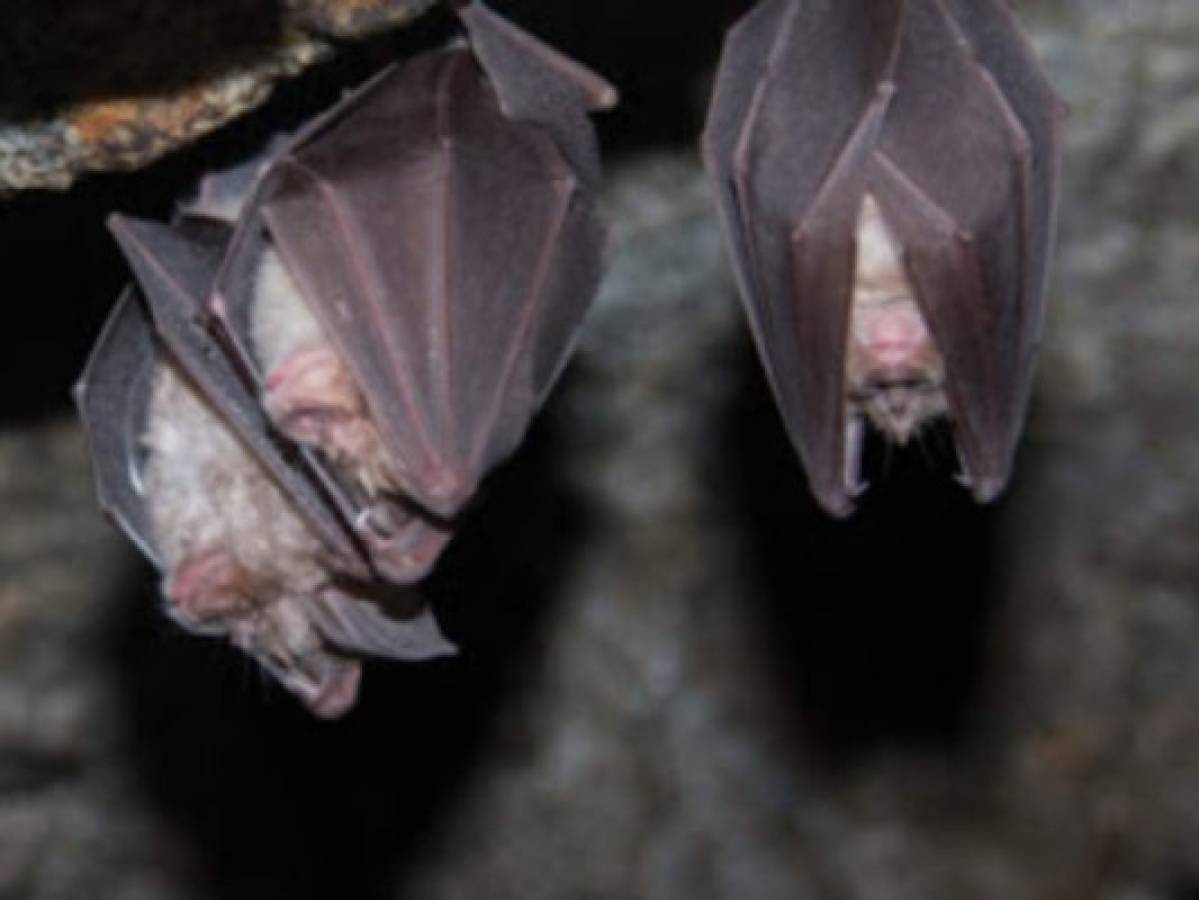 Investigan nuevos lotes de coronavirus en murciélagos  