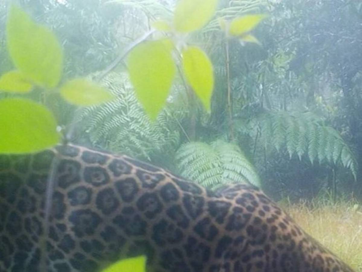 Honduras: Captan un jaguar Panthera onca en las montañas de Yoro