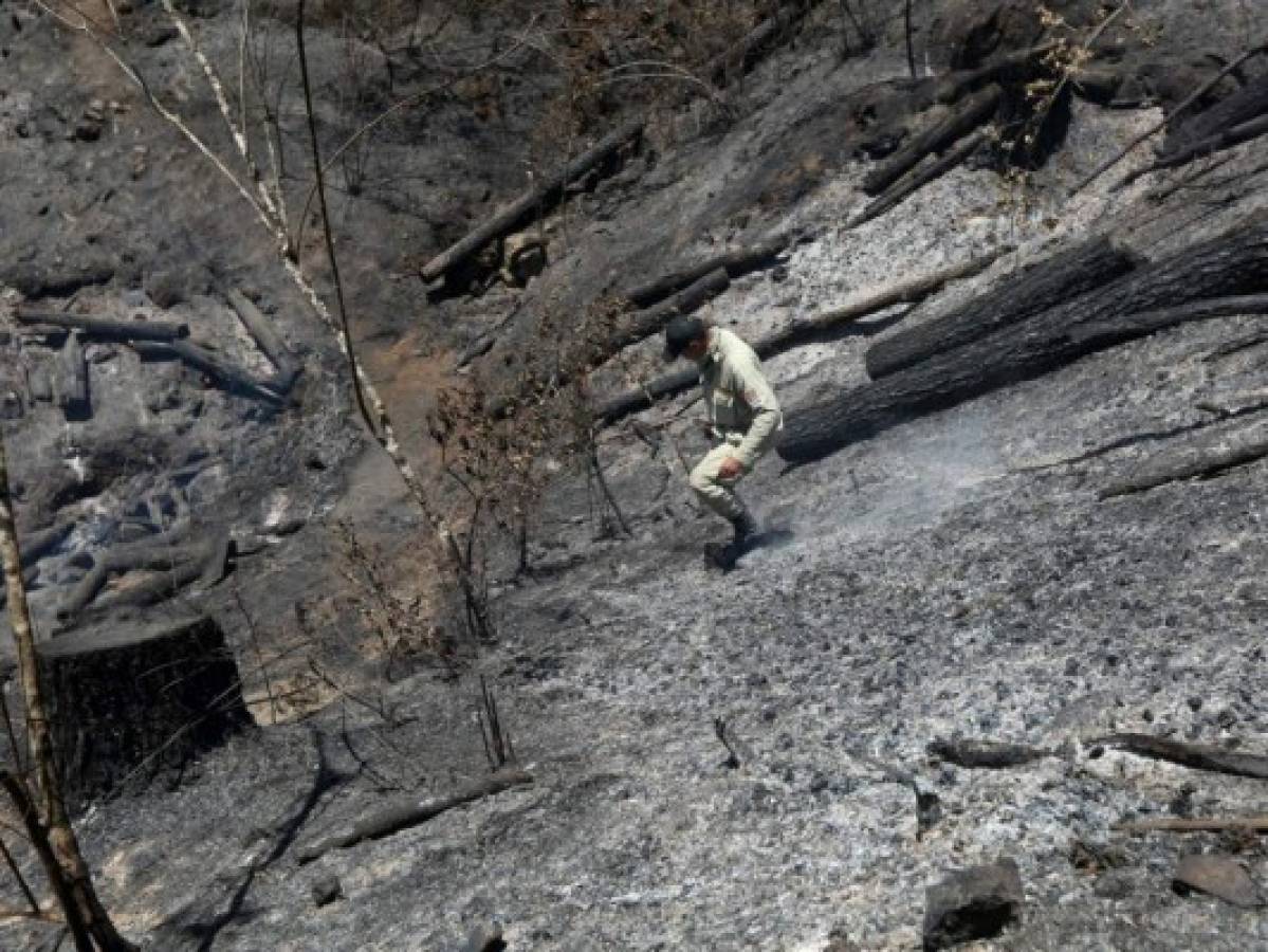 Fuego provoca daños en unas 80 hectáreas de bosque en Zarabanda