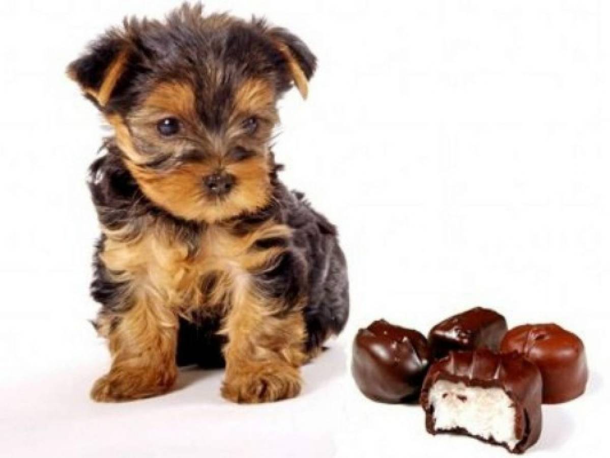 Chocolate, el alimento que jamás debes darle de comer a tu perro