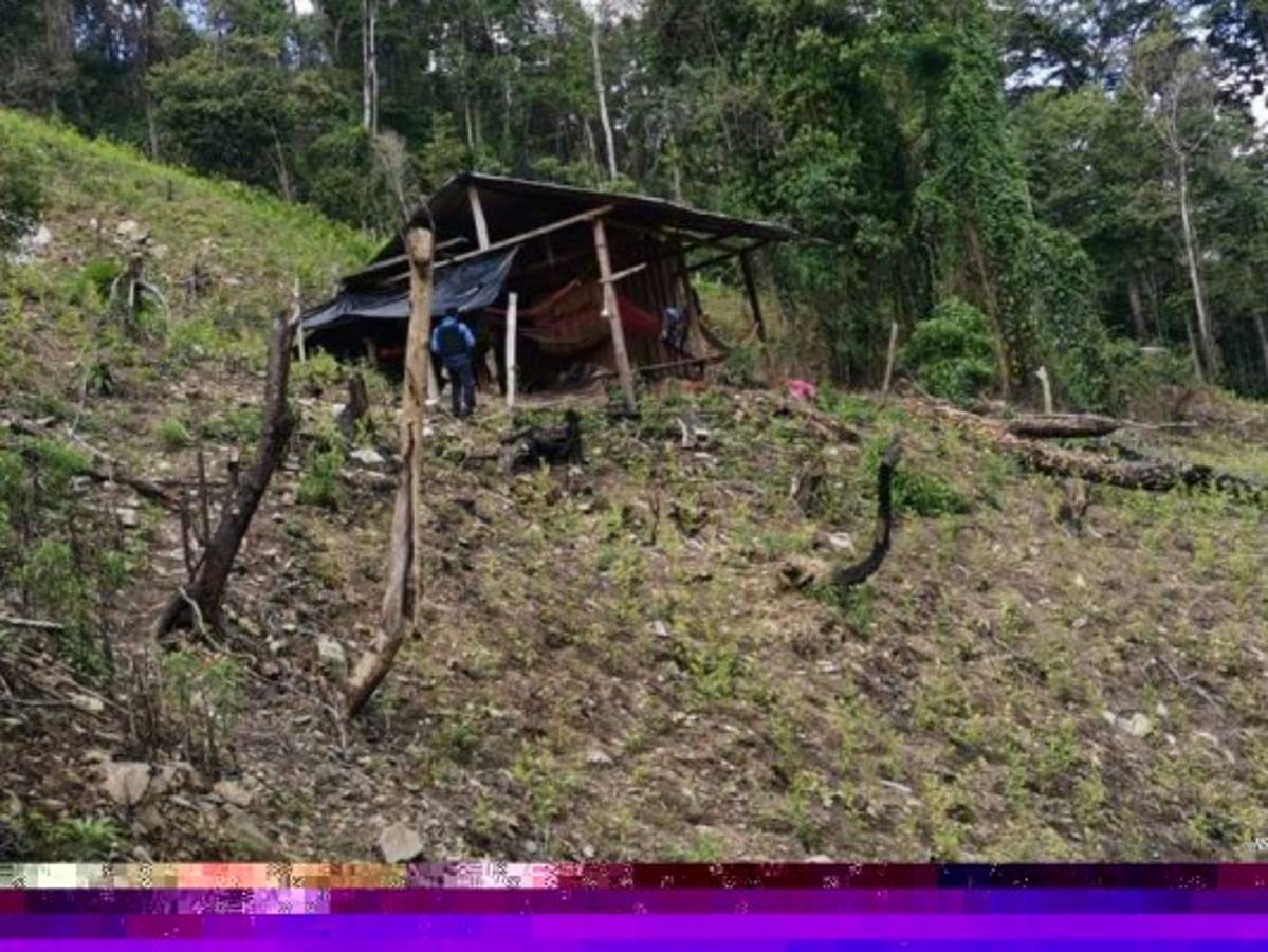 En medio de la plantación habían algunas galeras donde aparentemente se llevaban personas cuidando la siembra.