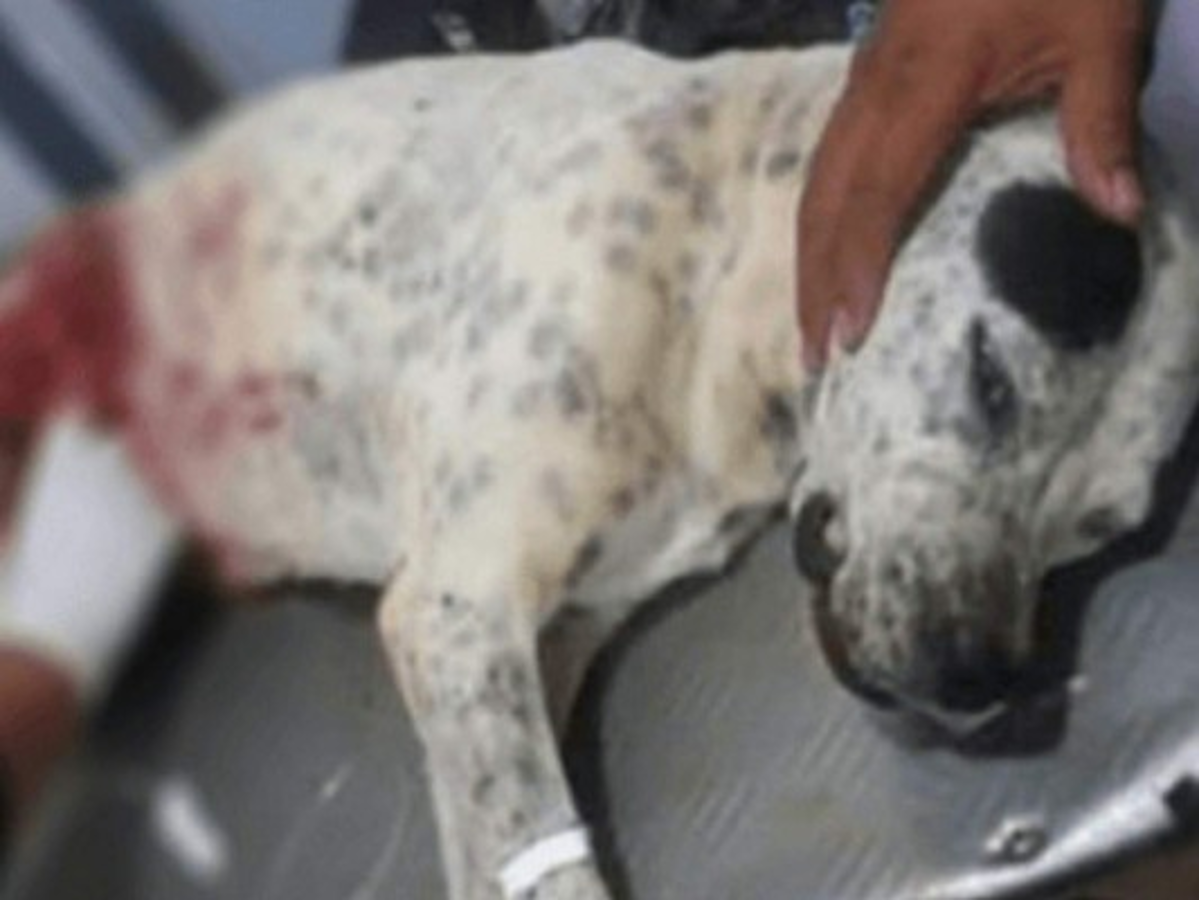 Bolivia: Mujer fue arrestada por matar a perro que trató de robarle un pedazo de carne