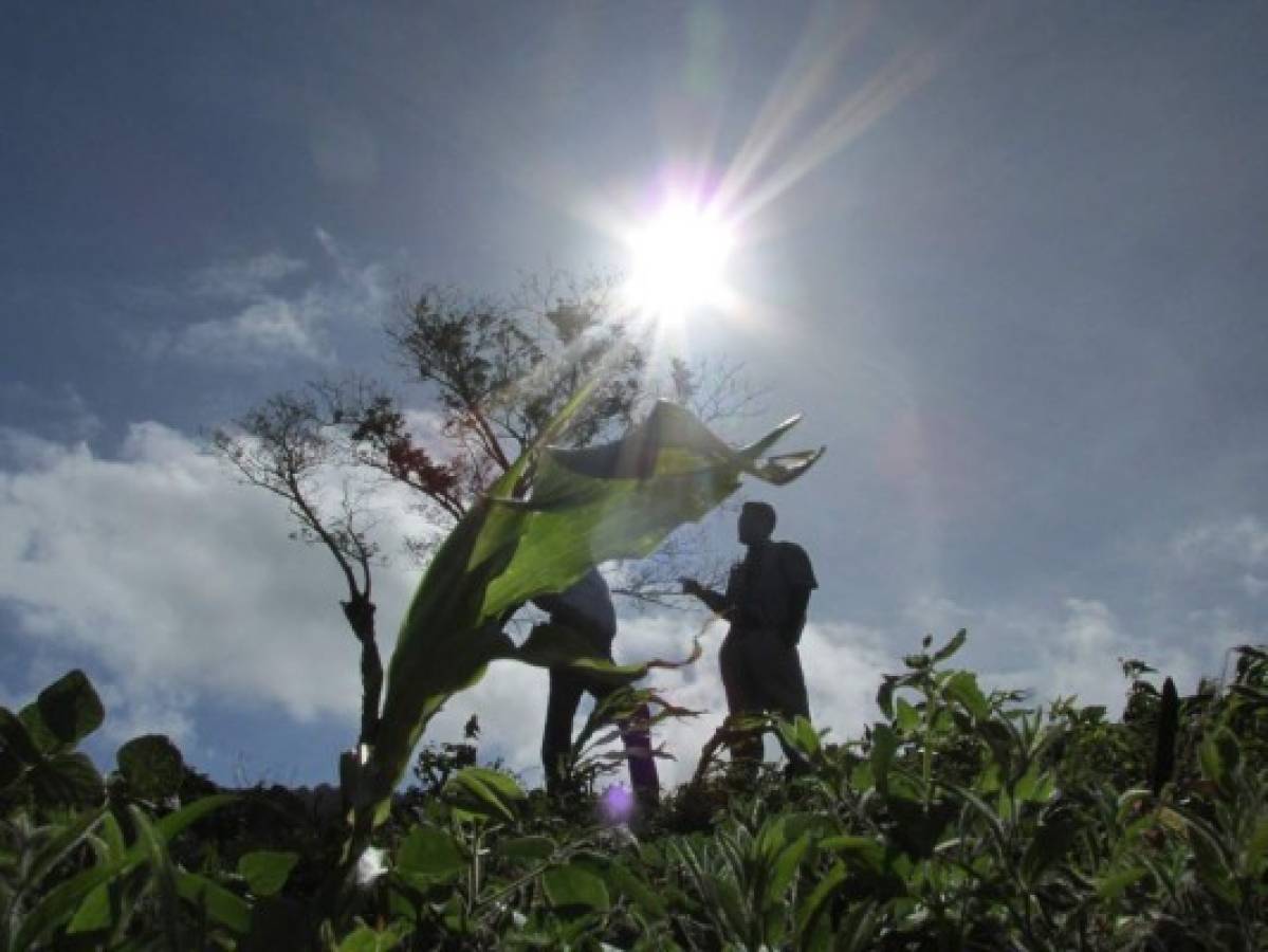  Repunte agrícola atraería a las aseguradoras