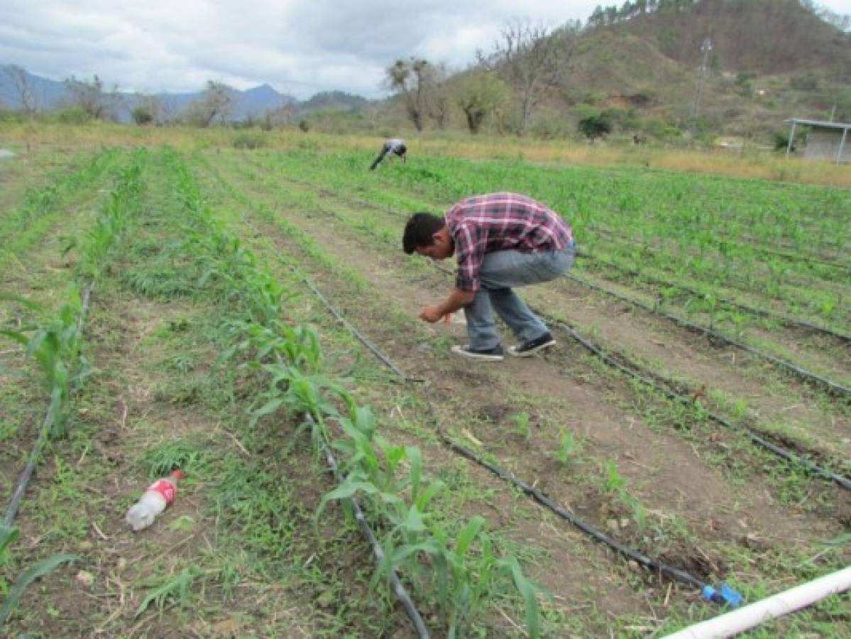 El sistema financiero sigue brindando poco apoyo al agro de Honduras