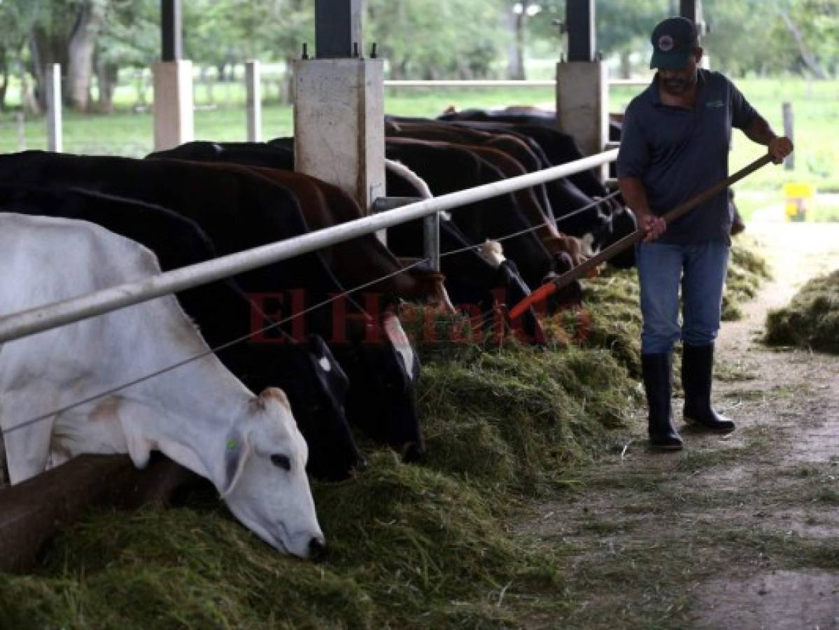 Cambios en la Universidad Nacional de Agricultura se verán a corto, mediano y largo plazo