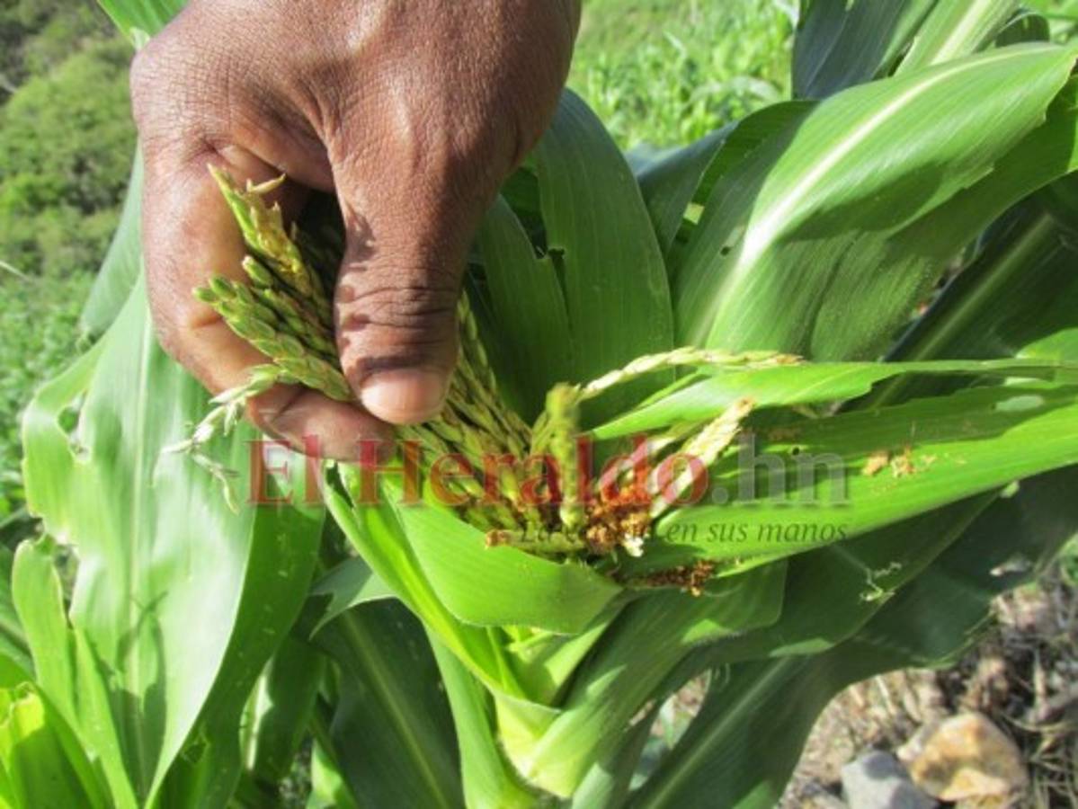 Productores presagian una buena producción de granos en el campo