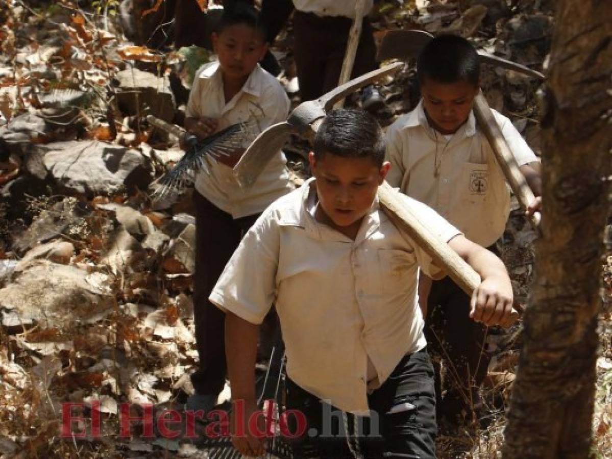 Niños de la capital transformaron un lugar árido en un bosque de 7,000 árboles