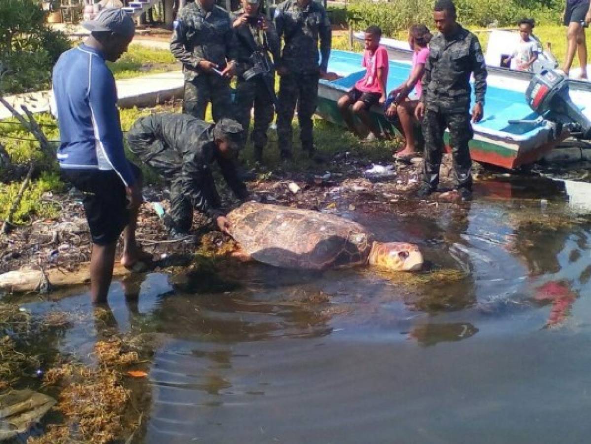 Liberan a enorme tortuga Carey que fue decomisada en Gracias a Dios