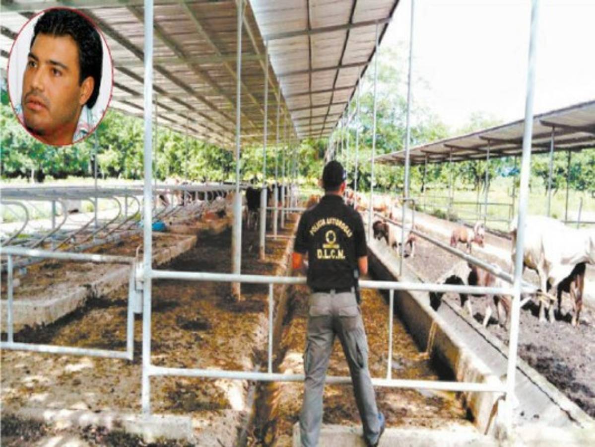 Exclusiva: Capitalinos se comieron vacas robadas de la hacienda de Matta Waldurraga