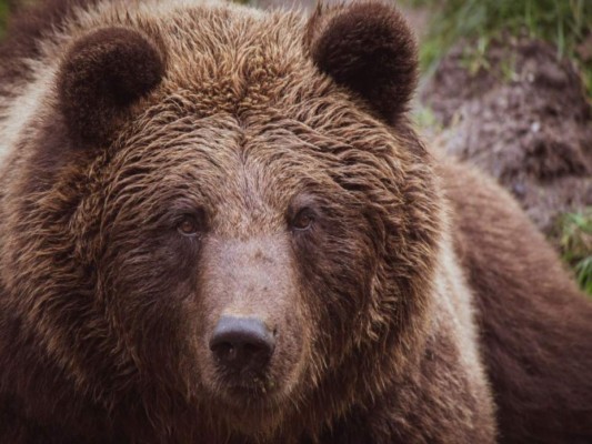 Anciana es atacada por un oso al intentar salvar a su perro