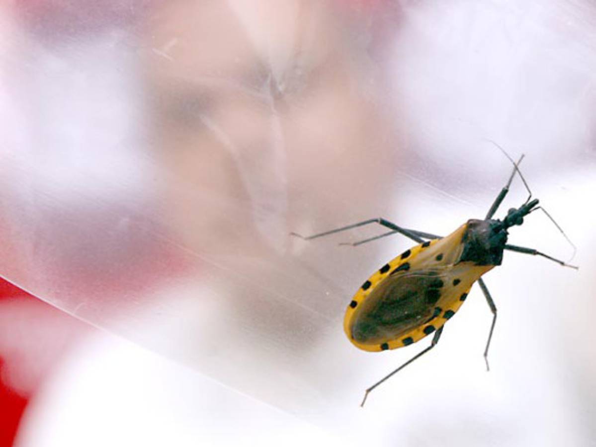 Nueve enfermedades infecciosas se encuentran desatendidas en Honduras