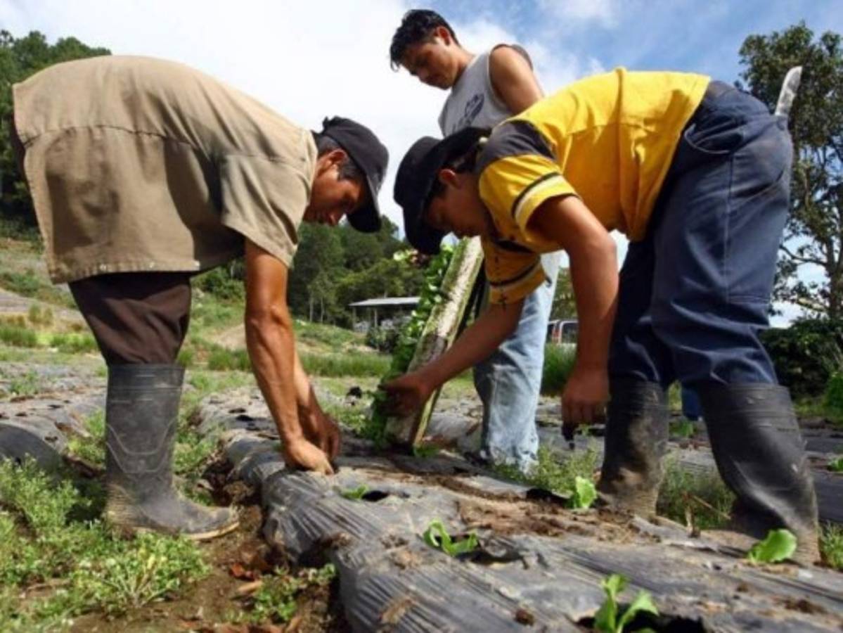 Estados Unidos ofrece visas de trabajo a hondureños; estos son los requisitos