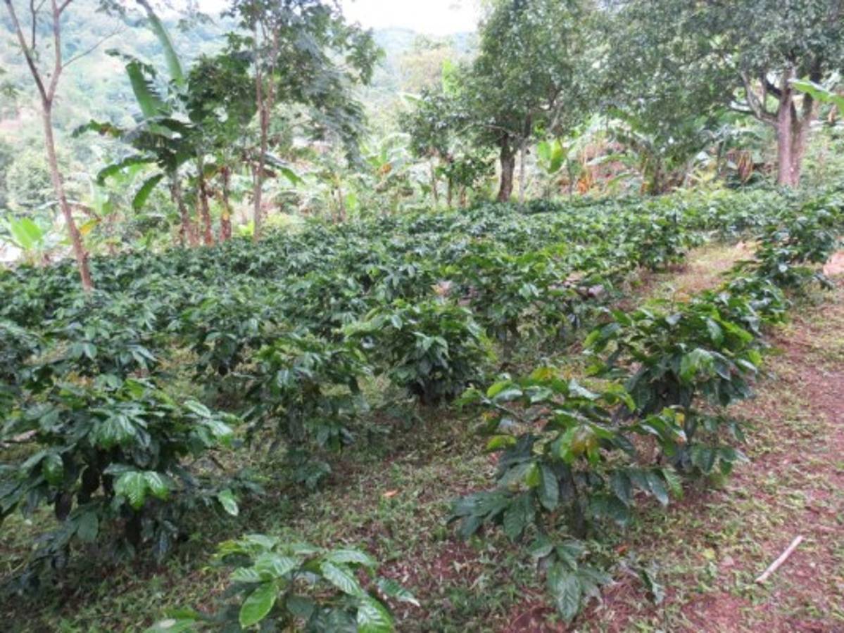 Producción de banano sostiene la economía en San Pedro de Tutule