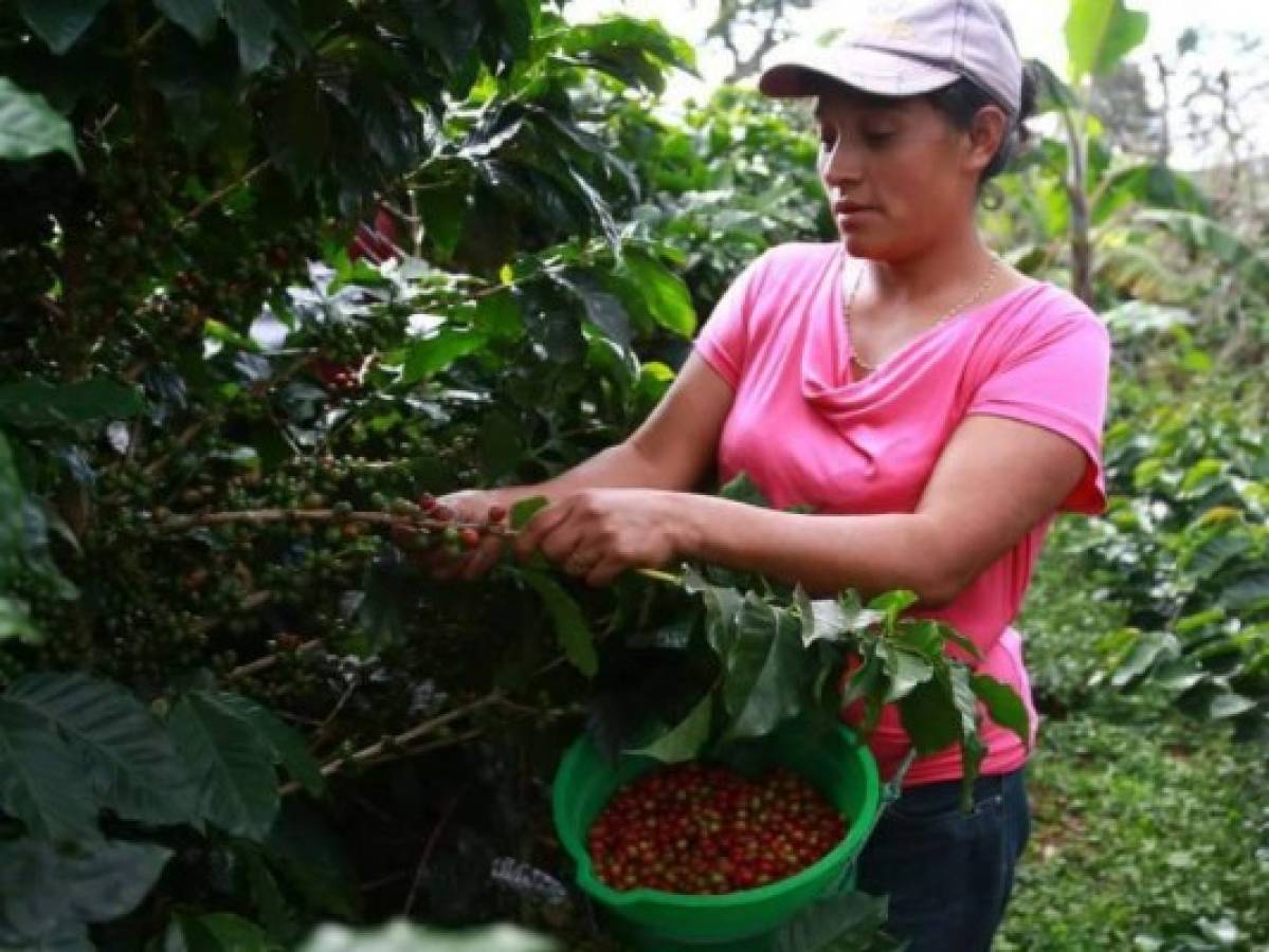 Prevén 12 millones de sacos de café en cosecha para este 2017/2018