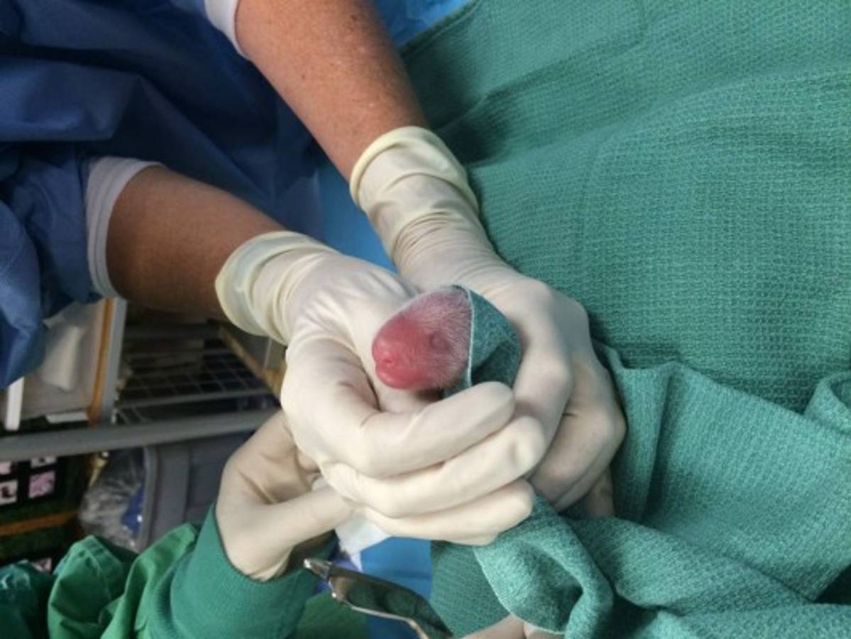 Nacen dos bebés panda en el zoo de Washington