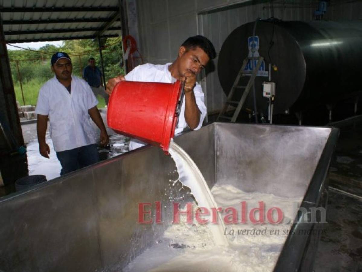 La producción interna de leche superará 900 millones de litros