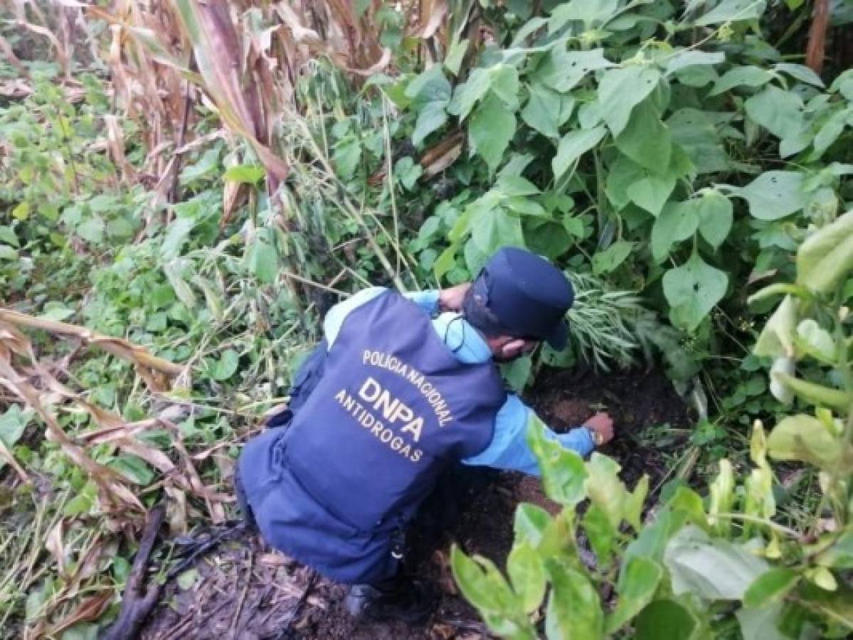 Un policía inspecciona el área donde se halló la plantación de droga.