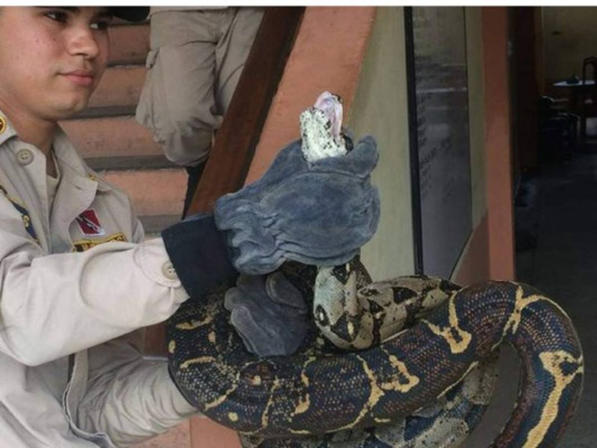 Bomberos apresan inmensa serpiente en La Ceiba