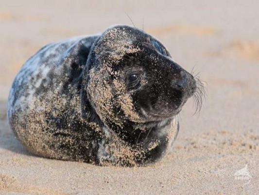 Un pueblo de Canadá pide ayuda ante una invasión de focas