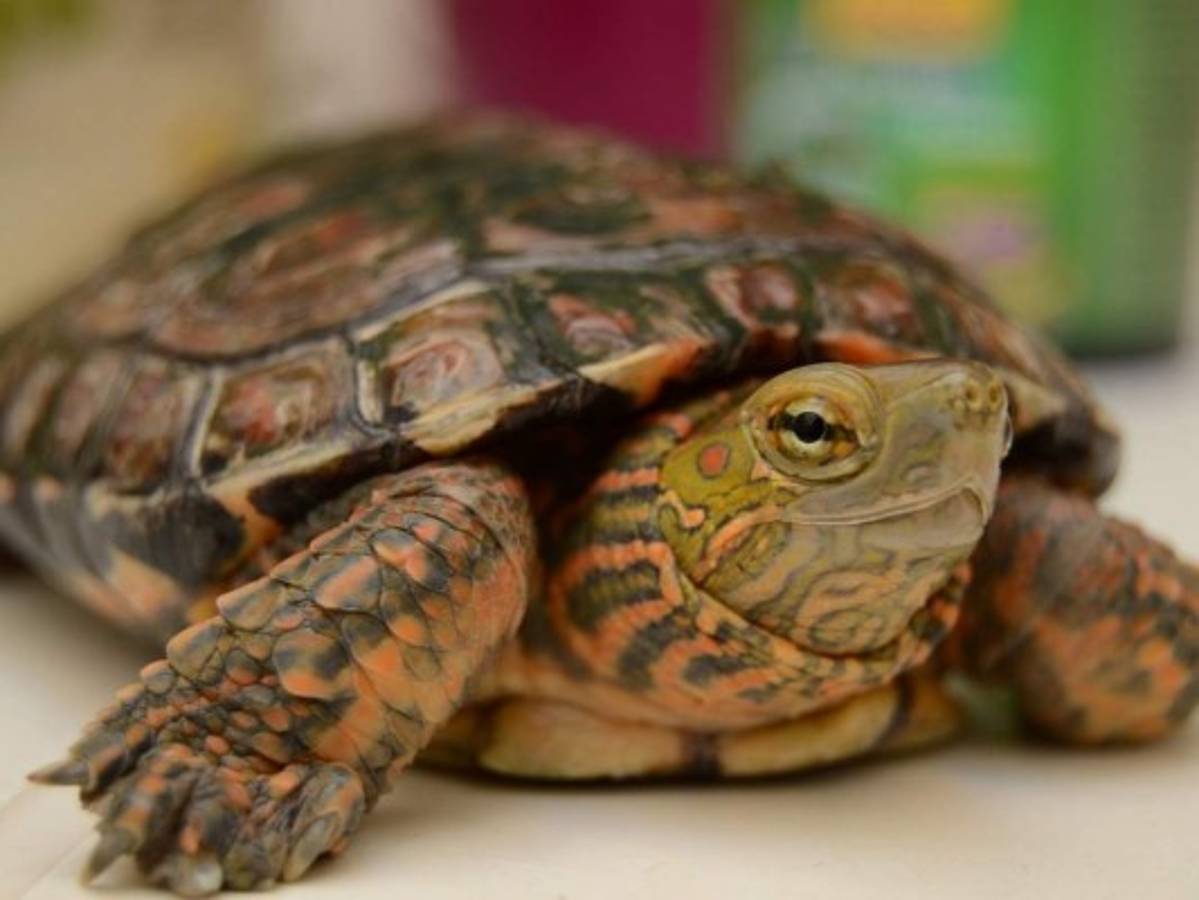 Multan a italiana por pasear a su tortuga durante el confinamiento