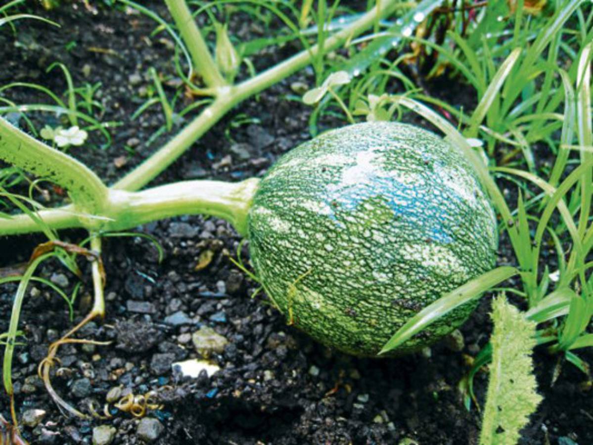 A grandes males… remedios caseros