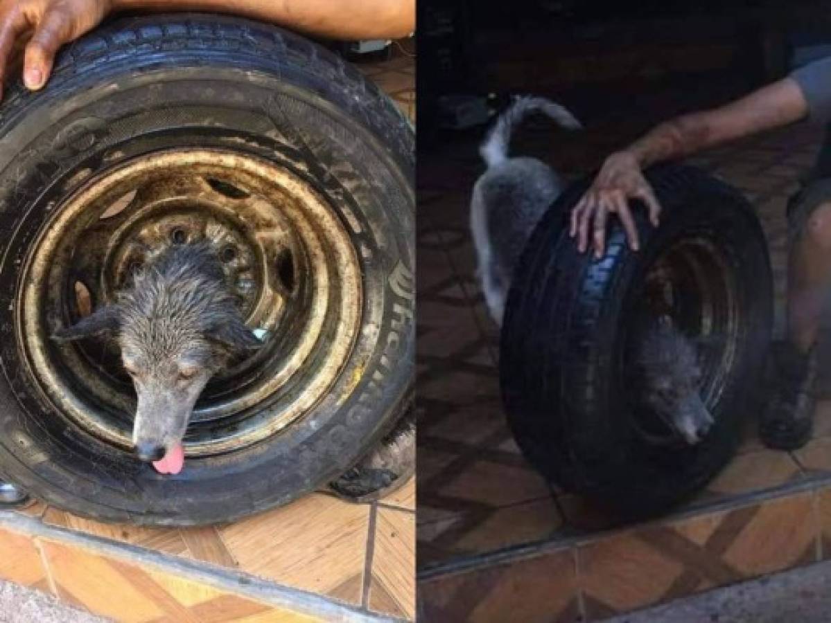 El dramático rescate de un perro que tenía atorada la cabeza en una llanta en Comayagua