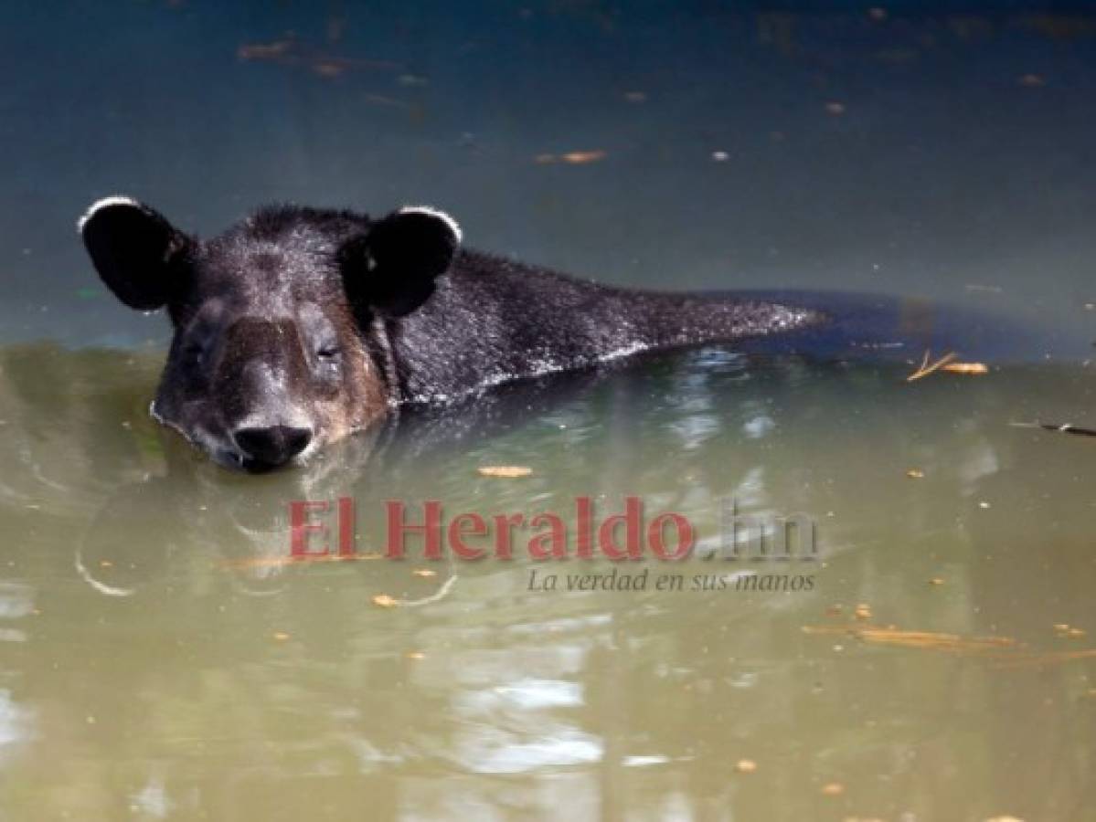 Recorriendo el zoológico Rosy Walther: Bruno, el tapir más codiciado