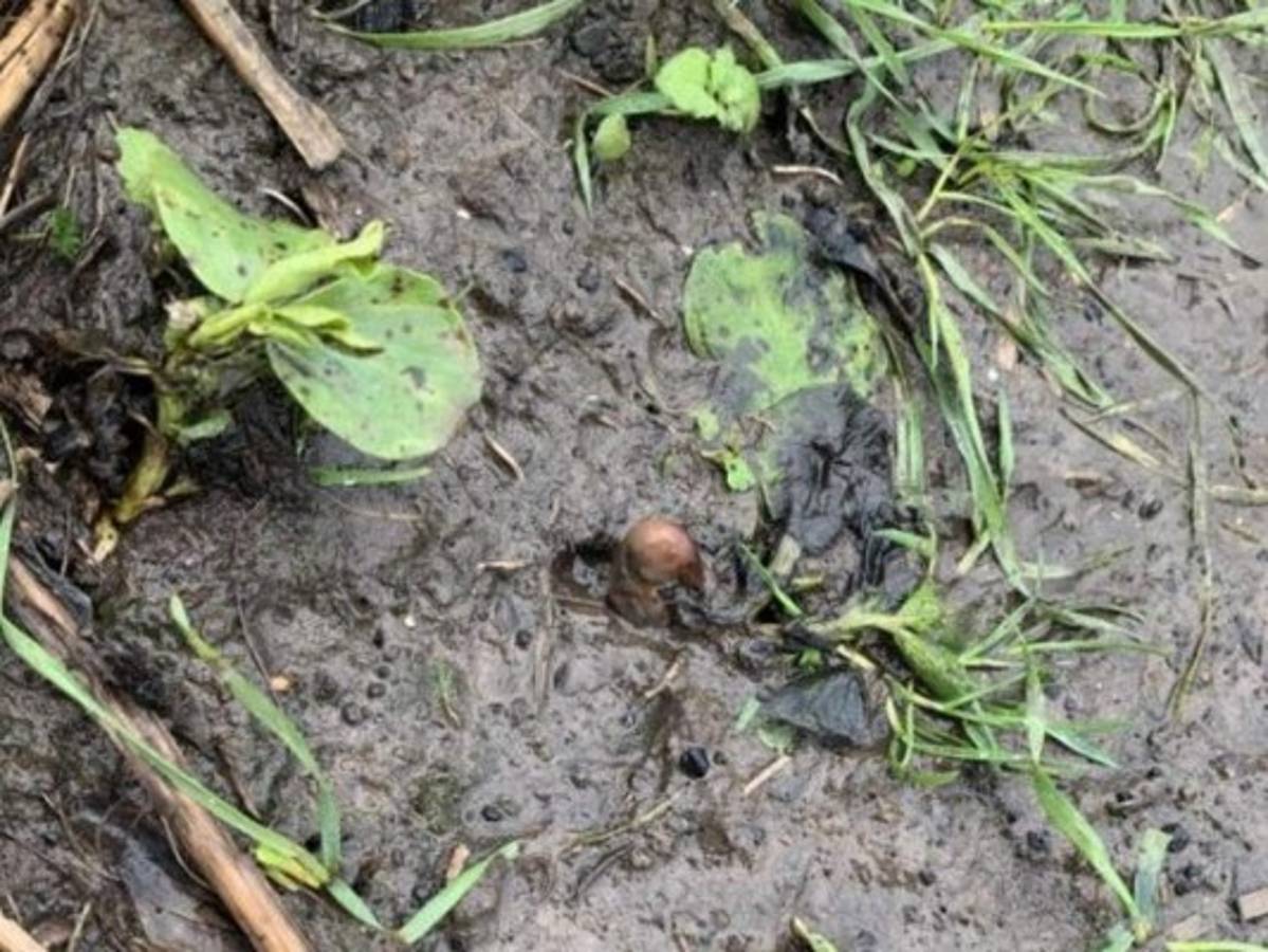 Mujer confunde papa con un dedo humano y causa revuelo