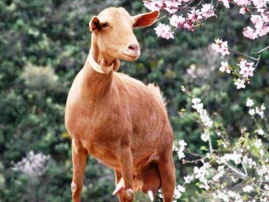 Las cabras prefieren a la gente sonriente