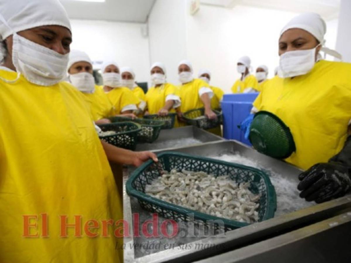 En riesgo más de 3,000 empleos que genera camaronera en el sur de Honduras