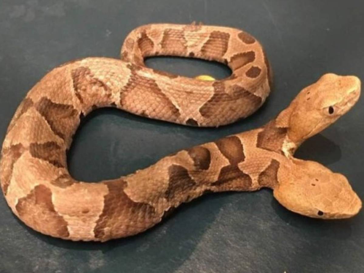 Hallan una serpiente de dos cabezas en Estados Unidos